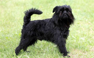 Affenpinscher: Encanto y Personalidad en Miniatura.