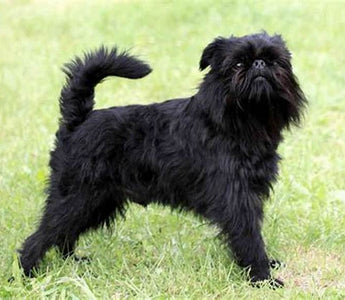 Affenpinscher: Encanto y Personalidad en Miniatura.