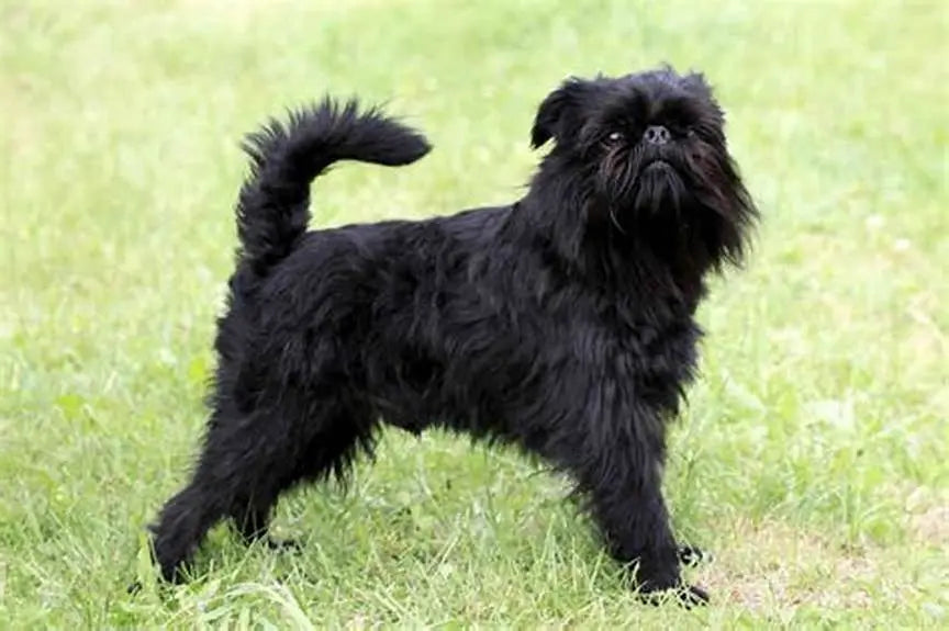 Affenpinscher: Encanto y Personalidad en Miniatura.