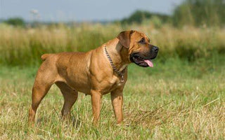 Boerboel: Un Guardián Impresionante de Origen Sudafricano.