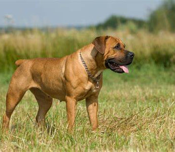 Boerboel: Un Guardián Impresionante de Origen Sudafricano.