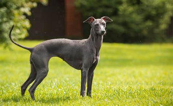 Galgo Italiano: Elegancia y Velocidad en Armonía.