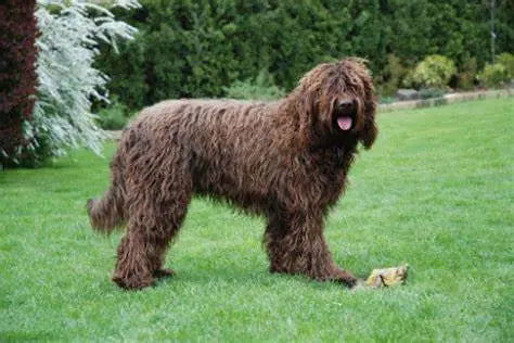 Barbet: Elegancia Acuática Francesa Pelaje Rizado.