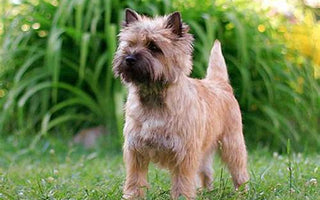 Cairn Terrier: Un Intrépido Explorador con Espíritu Juguetón.