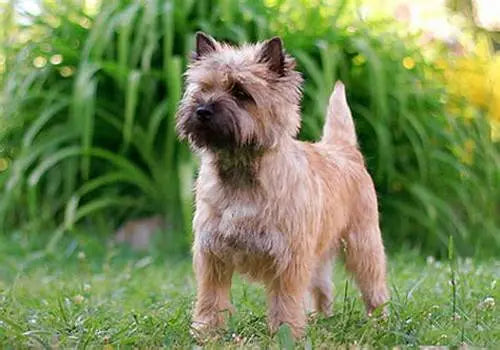 Cairn Terrier: Un Intrépido Explorador con Espíritu Juguetón.