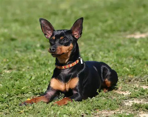 Pincher: Pequeño y Audaz, un Gigante en Coraje.