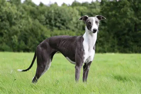 Whippet: Elegancia y Velocidad en un Paquete Compacto.