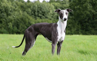 Whippet: Elegancia y Velocidad en un Paquete Compacto.