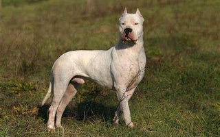 Dogo Argentino: Poder y Lealtad Fusionados en una Raza Imponente.