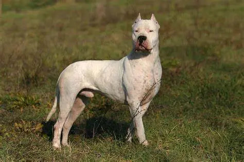 Dogo Argentino: Poder y Lealtad Fusionados en una Raza Imponente.