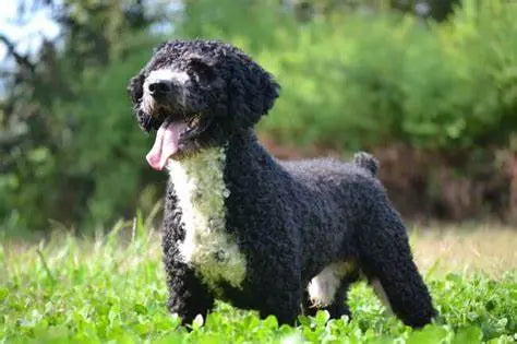 Perro de Agua Español: Elegancia y Versatilidad en un Pelaje Acuático.