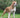 American Staffordshire Terrier: Fortaleza y Amistad en un Paquete Musculoso.