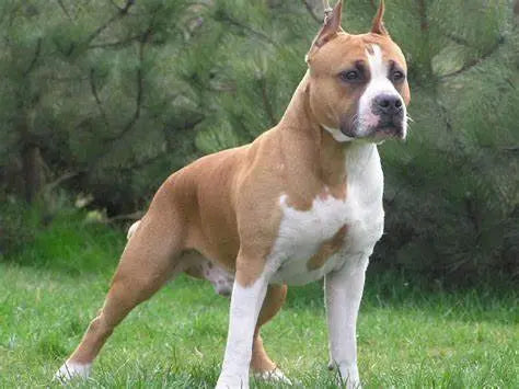 American Staffordshire Terrier: Fortaleza y Amistad en un Paquete Musculoso.