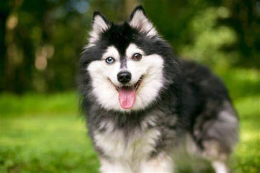 Alaskan Klee Kai: Miniatura Majestuosa de la Tundra Ártica.