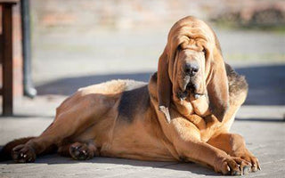 Bloodhound: El Rastreador Incansable y Compañero Leal.