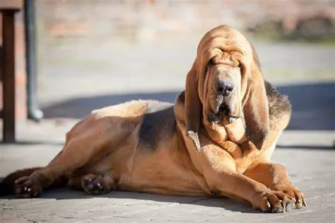 Bloodhound: El Rastreador Incansable y Compañero Leal.