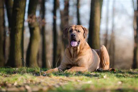 Tosa Inu: La Nobleza Japonesa en un Gigante Apacible.
