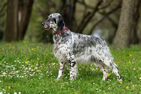 Setter Inglés: Elegancia en Movimiento y Pasión por la Caza.