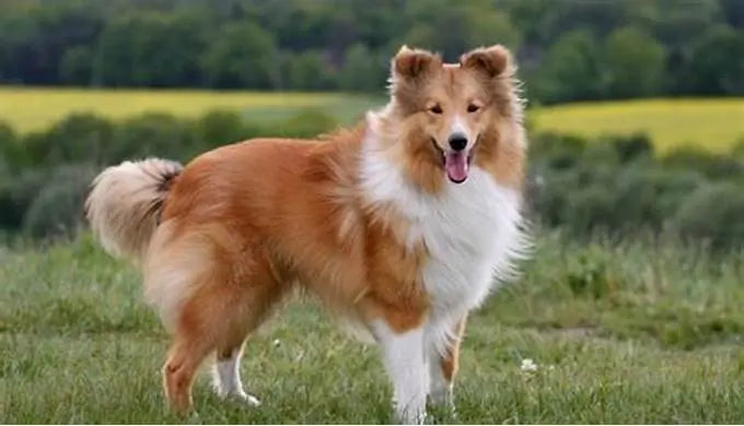 El Collie de Pelo Largo: Elegancia y Devoción