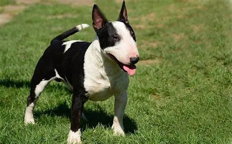 Bull Terrier Miniatura: Un Torbellino Compacto de Personalidad y Encanto.