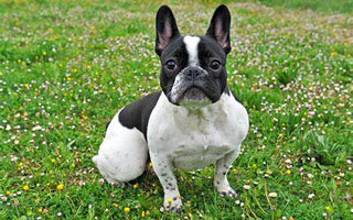Bulldog Francés: Un Compañero Encantador y Característicamente Adorable.