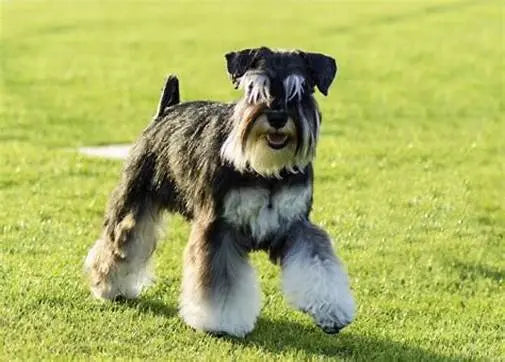 Schnauzer: La Elegancia y Vigilancia en un Pelaje Exquisito.