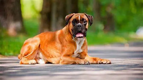 Boxer: Elegancia y Energía en un Compañero Devoto.