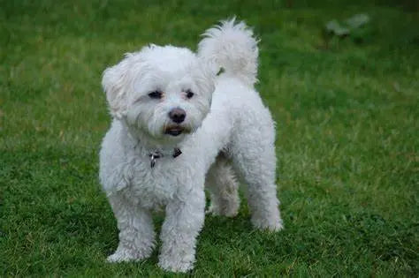 Bichón Maltés: Elegancia y Alegría en una Pequeña Joya.