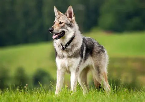 Perro Lobo Checoslovaco: Elegancia Salvaje en un Compañero Leal.