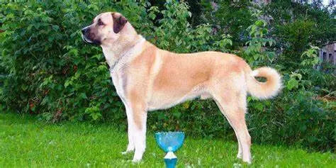 Kangal Turco: Nobleza y Poder en un Gigante Gentil.