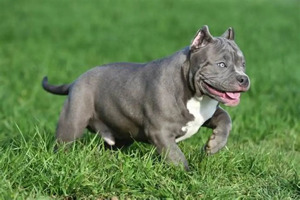 American Bully: Fortaleza y Amistad en un Paquete Musculoso.