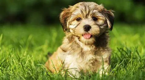 Bichón Habanero: Elegancia y Alegría en Miniatura.