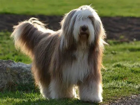 El Collie Barbudo: Elegancia y Versatilidad