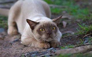 Gato Burmés: La Elegancia Encarnada Felina