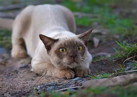 Gato Burmés: La Elegancia Encarnada Felina