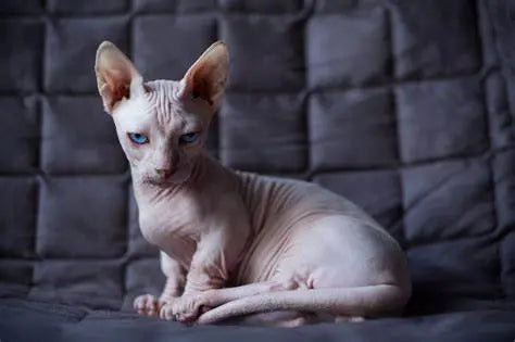 Gato Bambino: La Adorable Fusión de Sphynx y Munchkin