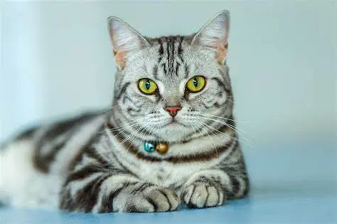 Gato Americano Pelo Corto: Elegancia Desnuda en la Americana