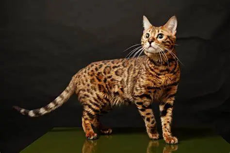 Gato Bengala: Elegancia Salvaje en el Hogar Doméstico