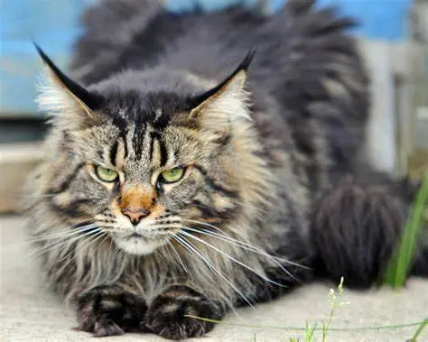 Gato Maine Coon: Elegancia Gigante de Naturaleza Amigable