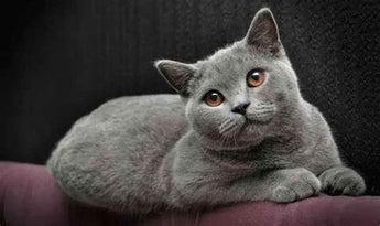 Gato British Shorthair: La Distinción en Pelaje y Personalidad