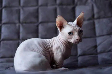 Gato Bambino: Un Pequeño Encanto con Patas