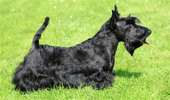 Scottish Terrier: Elegancia y Fortaleza Escocés.