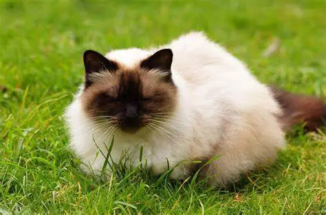 Gato Himalayo: Elegancia y Dulzura Fusionadas en un Pelaje Lujoso