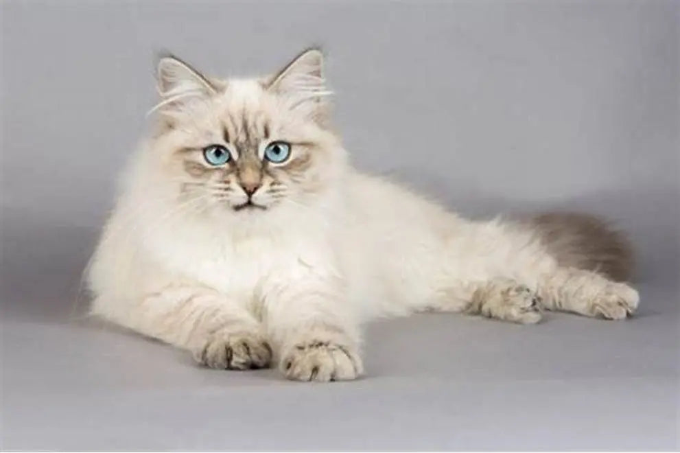Gato Neva Masquerade: Elegancia Siberiana.