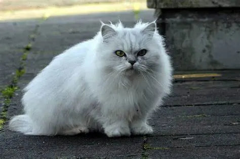 Gato Chantilly-Tiffany: Elegancia Exquisita.