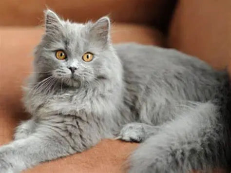 Gato Británico de Pelo Largo: Elegancia Serena.