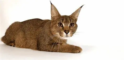 Gato Caracat: Elegancia Exótica