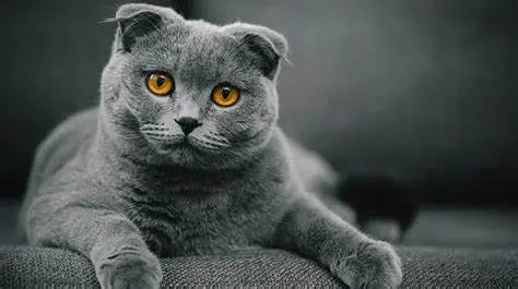 Gato Highland Fold: Encanto Elegante