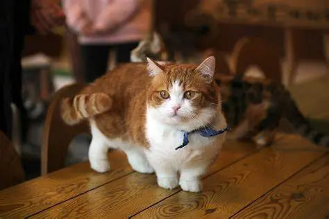 Gato Skookum: Elegancia y Jovialidad en Miniatura.