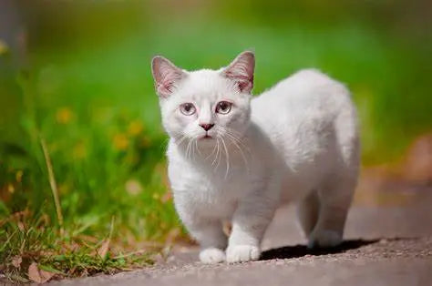 Gato Munchkin: Pequeño en Estatura, Grande en Personalidad.